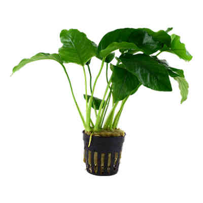 Anubias_barteri