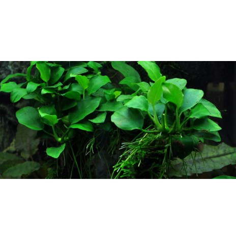 Anubias_petit