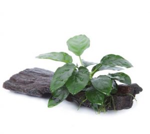 Anubias_Mangroverot