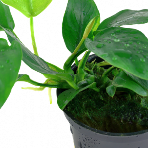 Anubias Nana